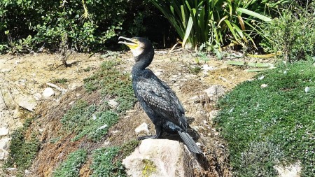 ...puis baille. Satisfait.