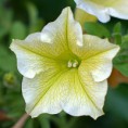 /album/a2016-zapatte-alsace1/a15-fleur-jpg/