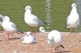 /album/2021-09-erquy-cotes-darmor/219-mouettes-jpg/