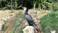 /album/2021-09-erquy-cotes-darmor/222-cormoran-jpg/