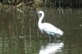 /album/2021-09-erquy-cotes-darmor/223-aigrette-jpg/